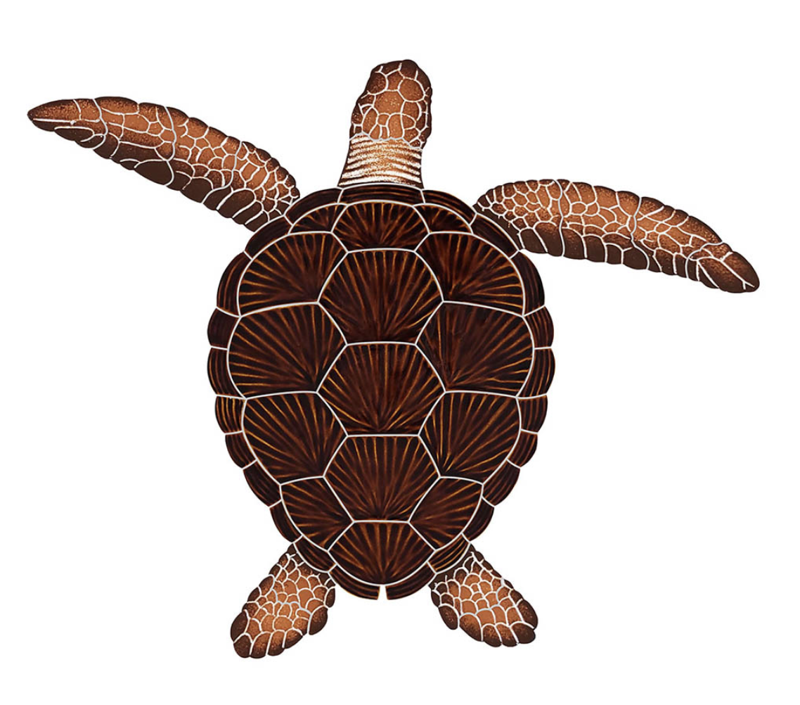 Brown Loggerhead Turtle - Large